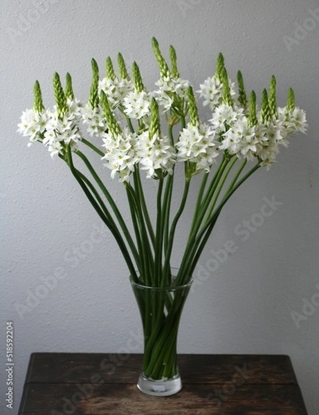 Obraz オーニソガラム