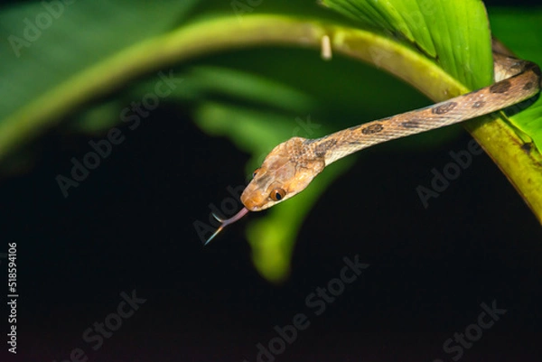 Obraz Tree Snake Forked Tongue