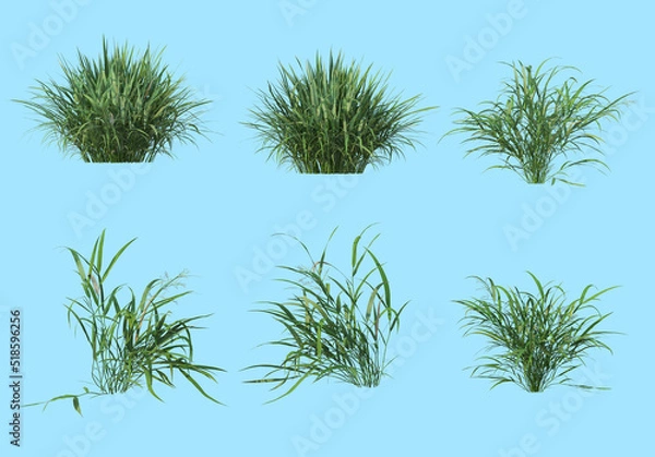 Obraz Grass on a blue background.