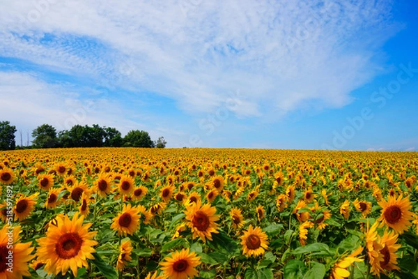 Obraz 青空と一面の向日葵畑
