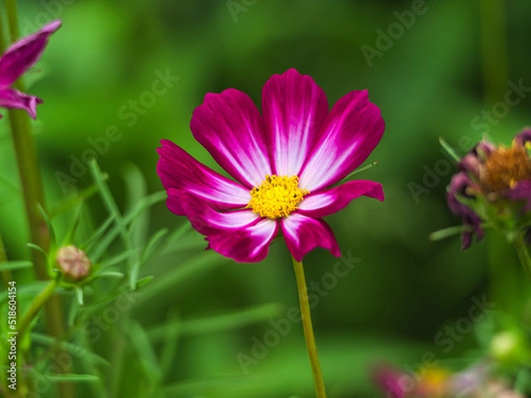 Obraz 여름 코스모스