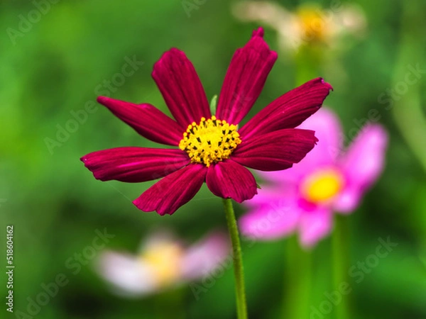 Obraz 여름 코스모스