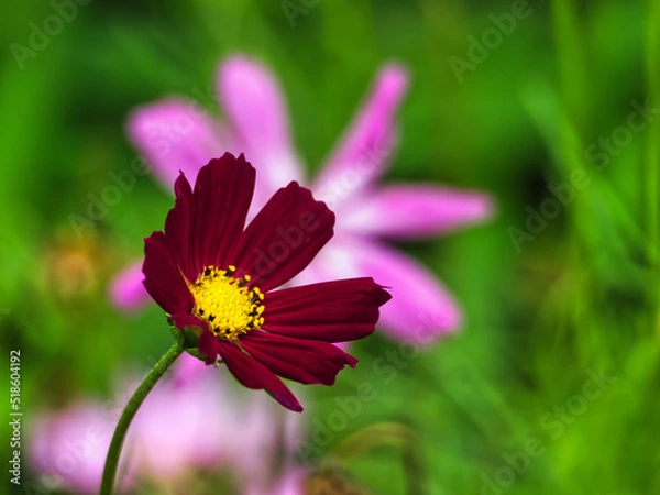 Obraz 여름 코스모스