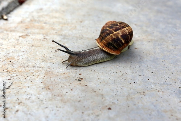 Obraz Snail sits on the sidewalk