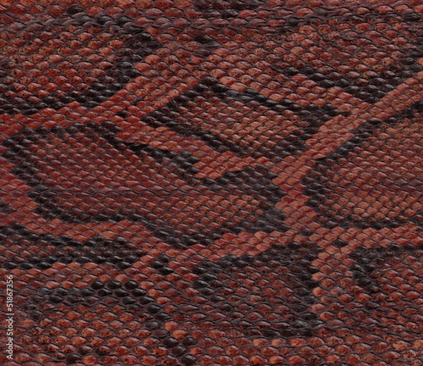 Fototapeta Snake skin closeup