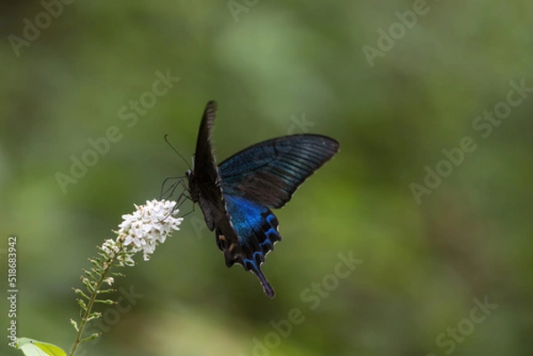 Fototapeta オカトラノオの花の蜜を吸うミヤマカラスアゲハ
