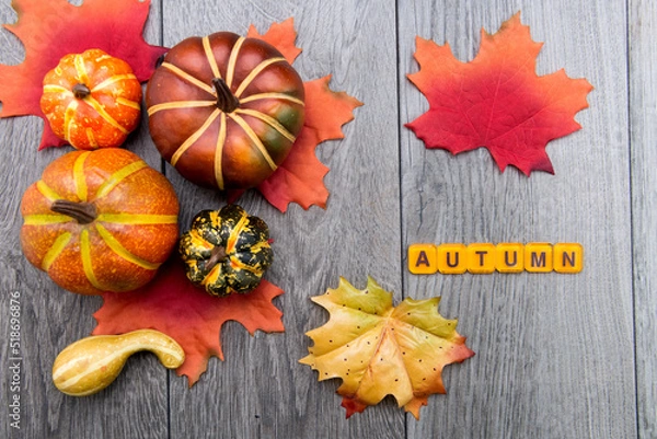 Fototapeta AUTUMN. cubes with letters on a gray table with pumpkins and autumn leaves