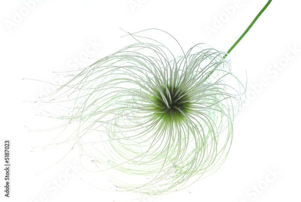 Fototapeta clematis seed