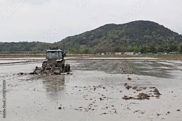 Fototapeta 논에서써래질을하고있습니다