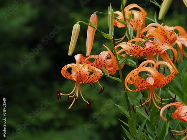 Obraz オレンジ色のオニユリ