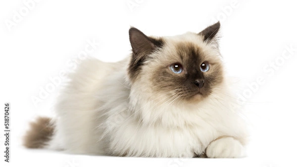 Fototapeta Birman cat, 3 years old, lying, isolated on white