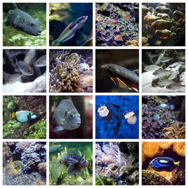 Obraz Underwater