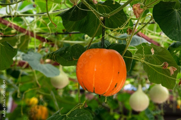 Fototapeta The pumpkins are ripe on the shelf