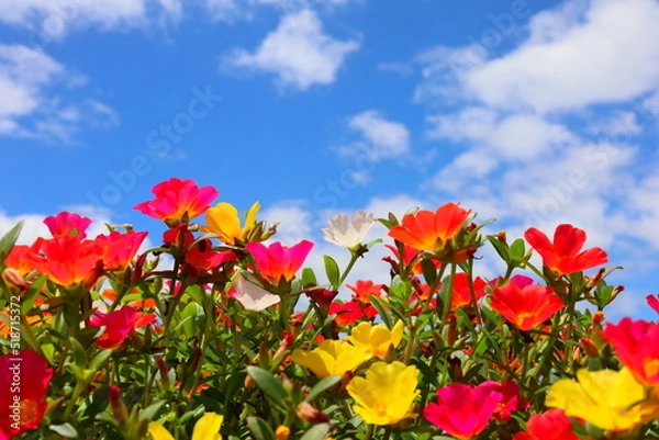 Obraz flowers and blue sky