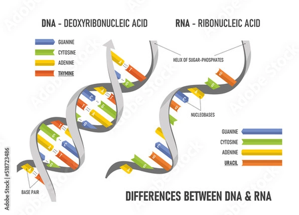 Fototapeta Difference between of DNA and RNA. Structure of DNA and RNA.