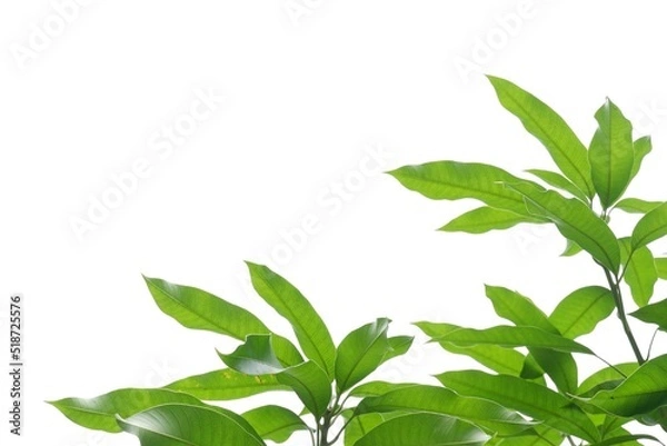 Obraz Tropical mango tree with leaves and branches on white isolated background for green foliage z