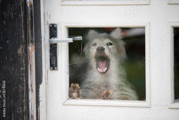 Obraz The dog barks behind the glass door in the house