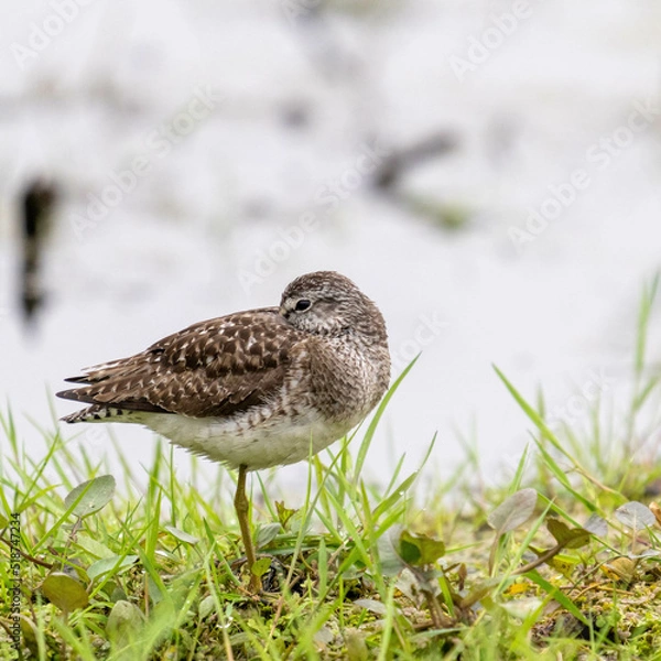 Obraz schlafender Bruchwasserläufer