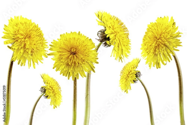 Fototapeta flor diente de león