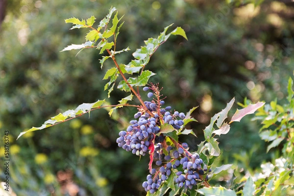 Fototapeta Branch of evergreen shrub Mahonia aquifolium with blue fruits on a sunny day