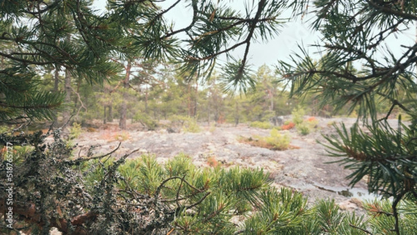 Fototapeta Forest view in finland. Natural frame