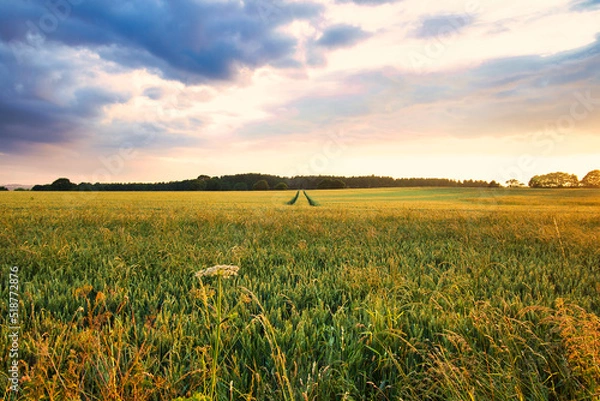 Obraz Golden Sunset Landscape