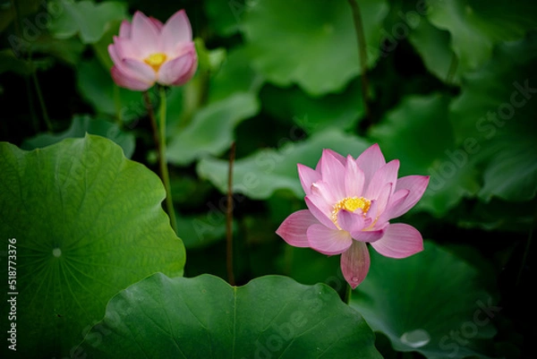 Fototapeta 蓮の花