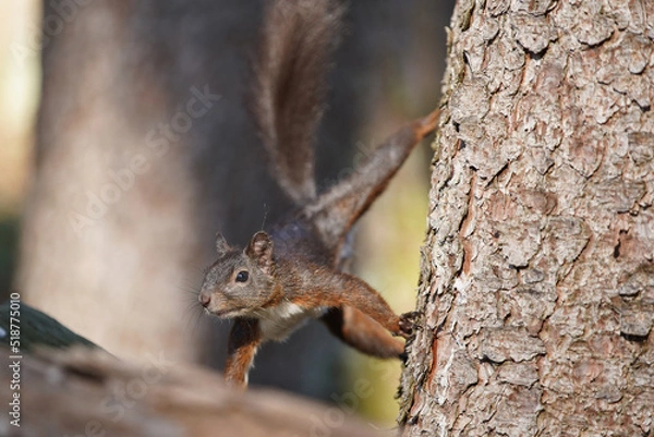 Fototapeta Eichhörnchen