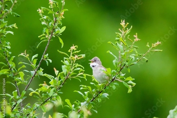 Obraz Whitethroat On Branch