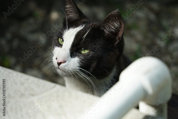 Fototapeta stray cat