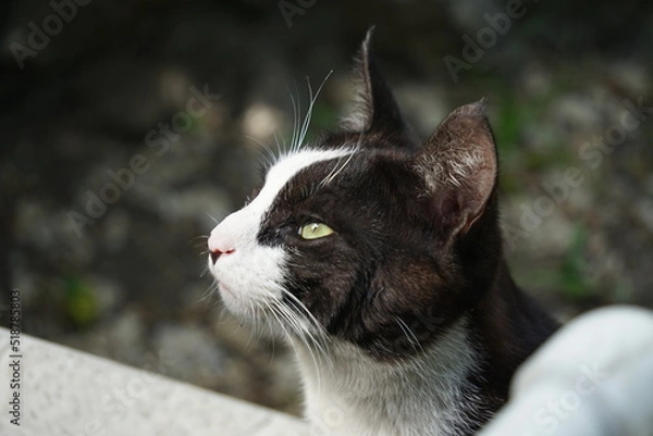 Fototapeta stray cat