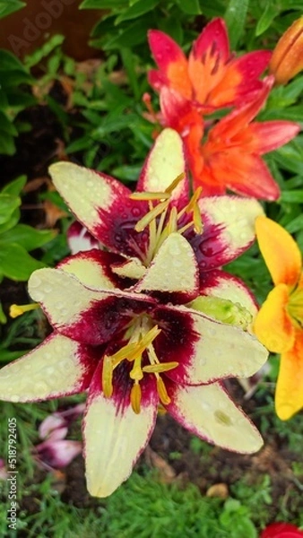 Obraz Lily flower after the rain in the summer garden