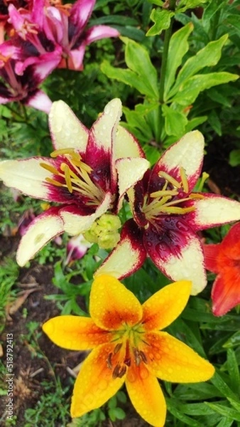 Obraz Lily flower after the rain in the summer garden