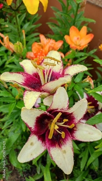 Fototapeta Lily flower after the rain in the summer garden