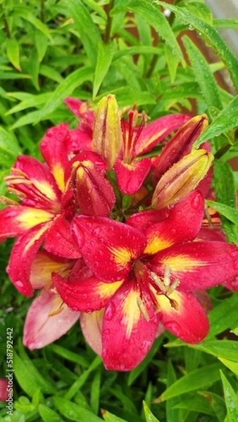 Obraz Lily flower after the rain in the summer garden