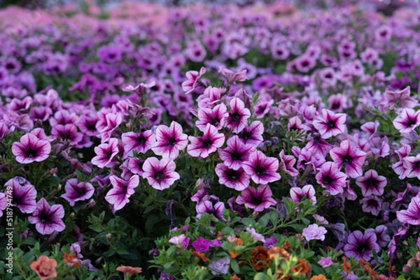 Fototapeta A lot of beautiful  flowers on the grass.