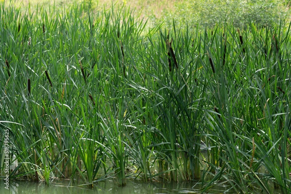 Fototapeta Reed thickets. aquatic vegetation from coastal shores of river.