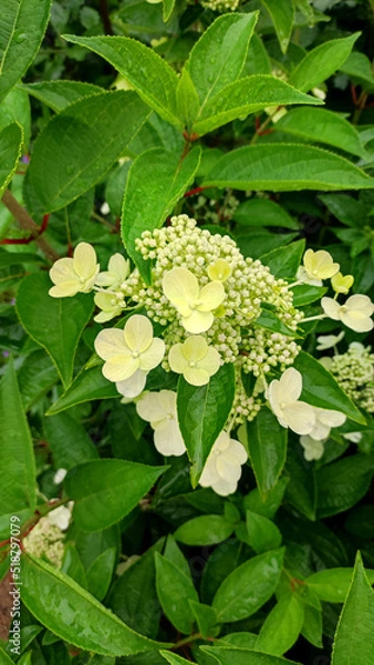 Obraz Viburnum flowering bush Vib rnum pulus close-up of small white viburnum flowers on a tree branch .