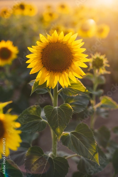 Obraz sunflower in the field