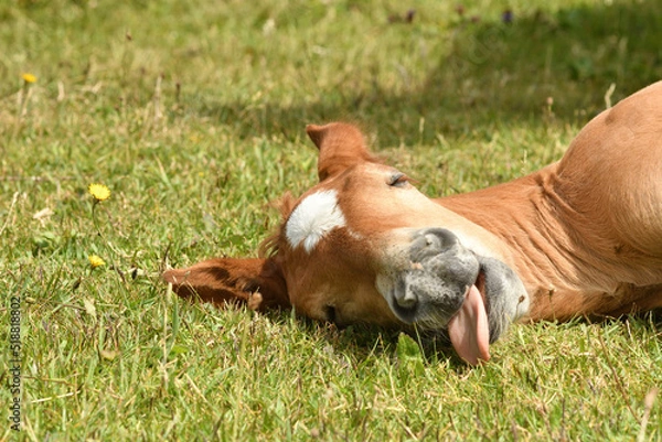 Fototapeta 安心して眠る仔馬が舌を出す