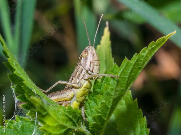Obraz grasshopper 44
