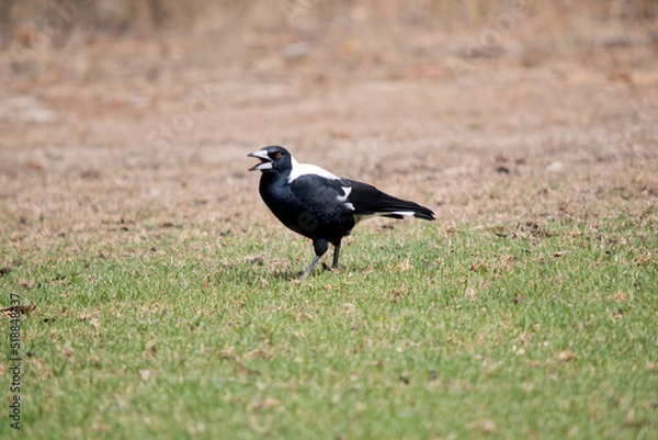 Fototapeta the magpie is a black and white bird