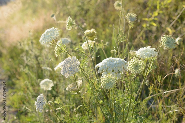 Fototapeta Wild carrot (Daucus carota) in the evening backlight, shallow depth of field
