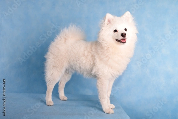 Fototapeta Portrait of a beautiful white fluffy dog on a blue background in the studio