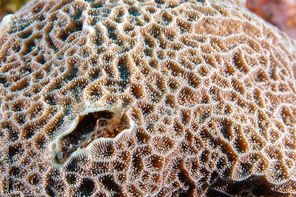 Obraz Coral