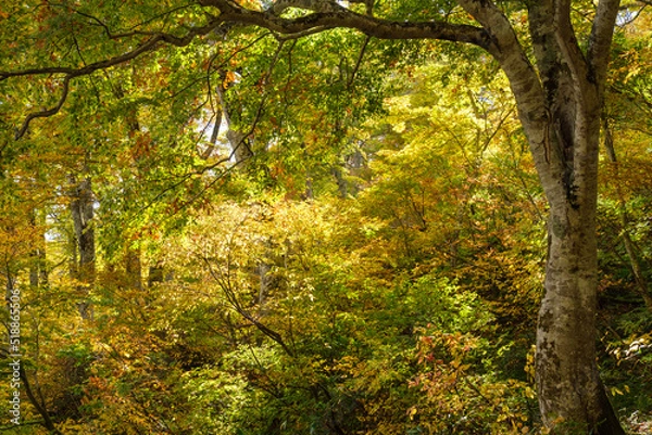 Fototapeta 光る森