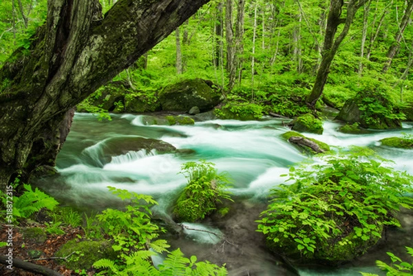 Obraz 新緑の奥入瀬渓流　青森県