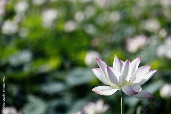 Fototapeta 日本の蓮の花