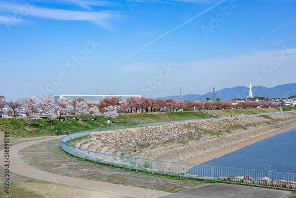 Fototapeta 大阪府狭山池公園の春の風景