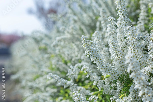 Obraz 大阪府狭山池公園で満開に咲くユキヤナギ